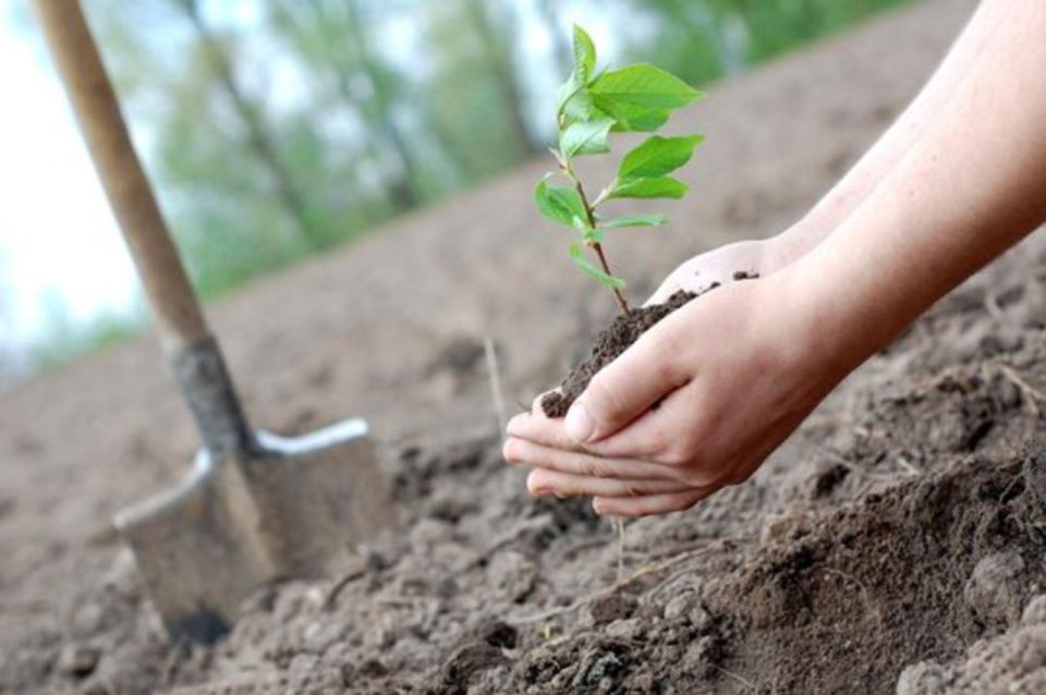 Более 96 тыс. деревьев и кустарников высадили в населенных пунктах Беларуси за две недели