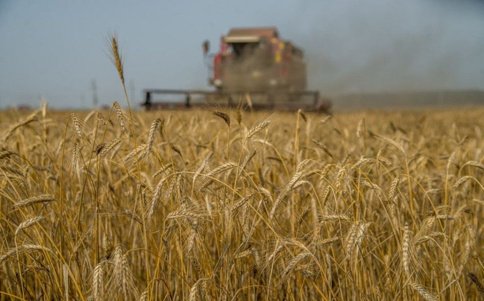 Зерновые в Беларуси убраны почти с 40% площадей