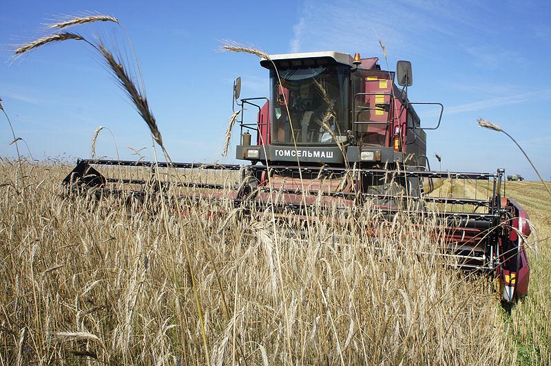 Аграрии Могилевской области убрали половину отведенных под зерновые площадей