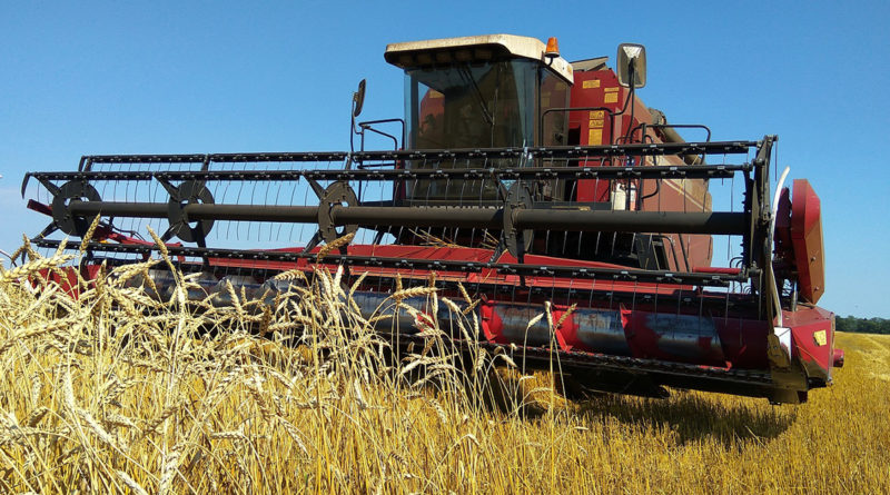 В Могилевской области уборку зерновых планируют завершить в течение полутора-двух недель