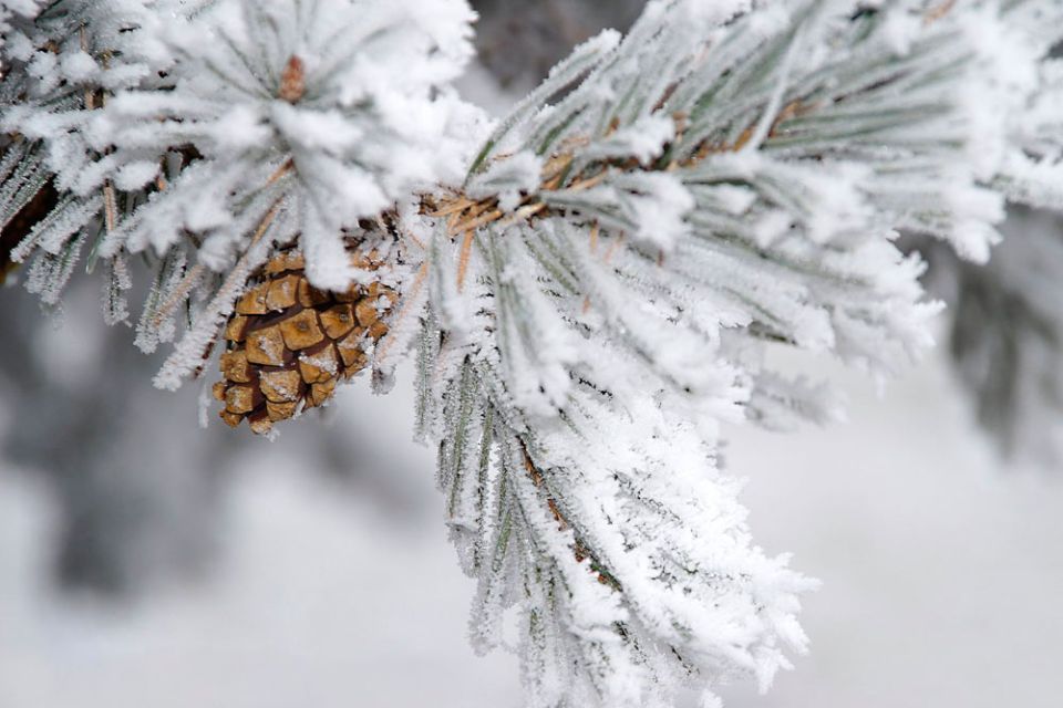 Снег и до -8°С ожидается в Беларуси 13 января