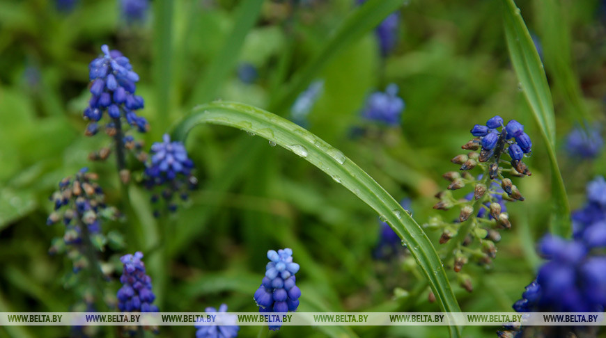 Дожди и грозы ожидаются в Беларуси в выходные