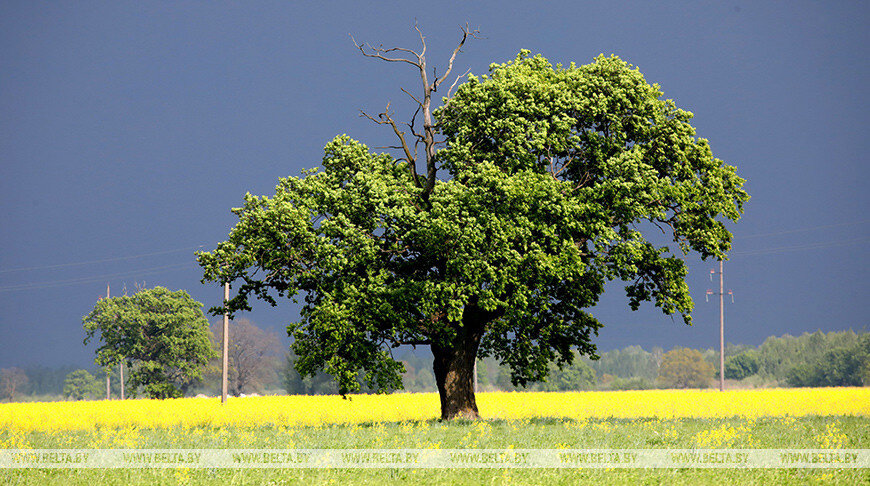 Оранжевый уровень опасности объявлен в Беларуси 7 июля из-за гроз