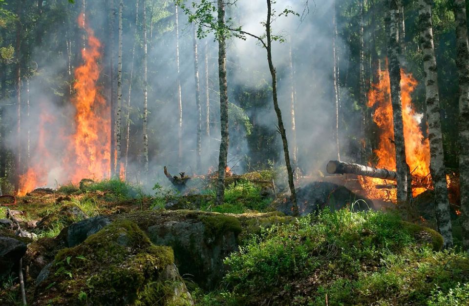 67 лесных пожаров произошло в Могилевской области с начала года