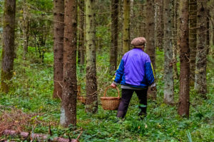 Чтоб в трех соснах не заблудиться…