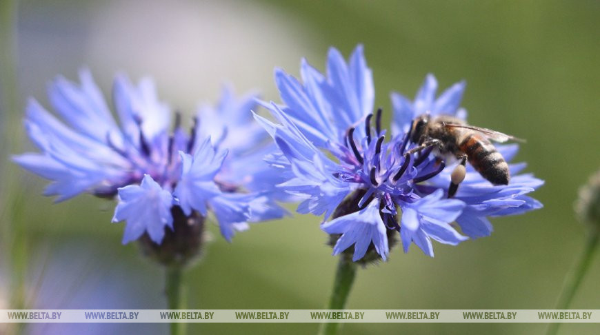 Жаркая погода сохранится в Беларуси в выходные