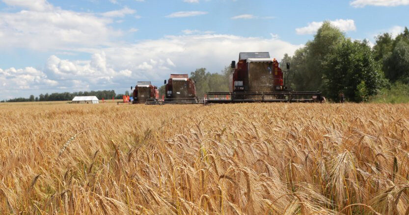 Массовая уборка зерновых стартовала в Беларуси