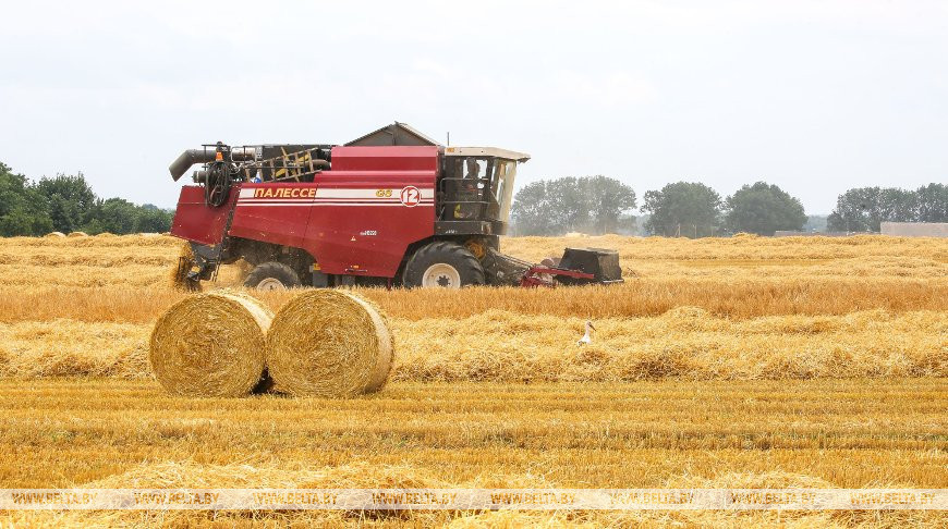 Белорусские аграрии намолотили более 2,1 млн т зерна