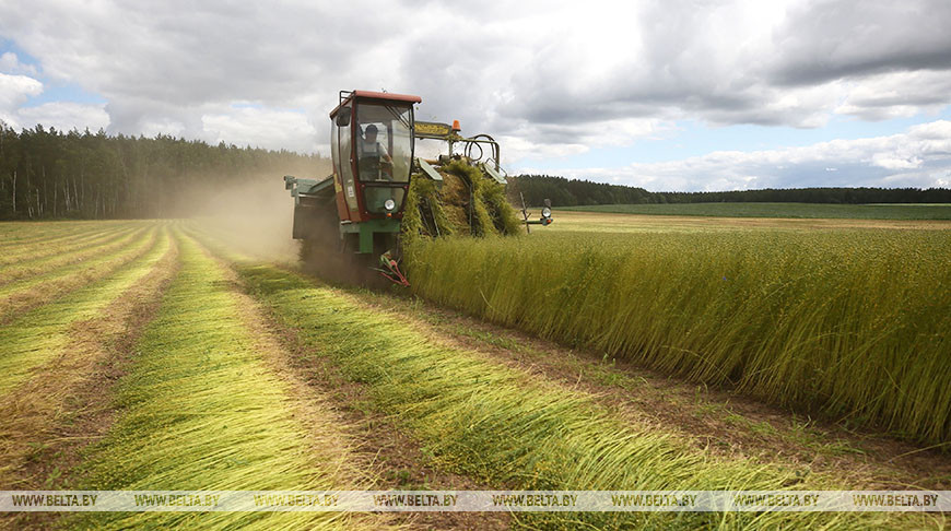 В Беларуси вытереблено более половины площадей льна