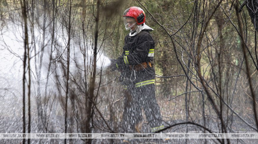 В МЧС рассказали, как действовать при обнаружении лесного пожара