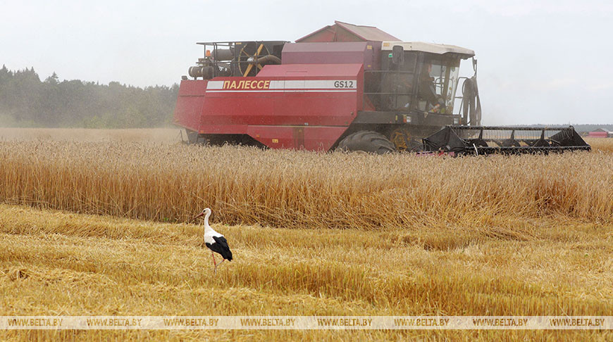 Уборка зерновых идет в Круглянском районе
