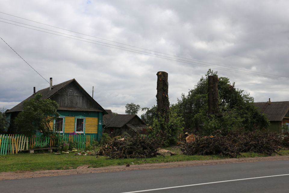 ДЕРЕВЬЯ ТЕПЕРЬ НЕОПАСНЫ