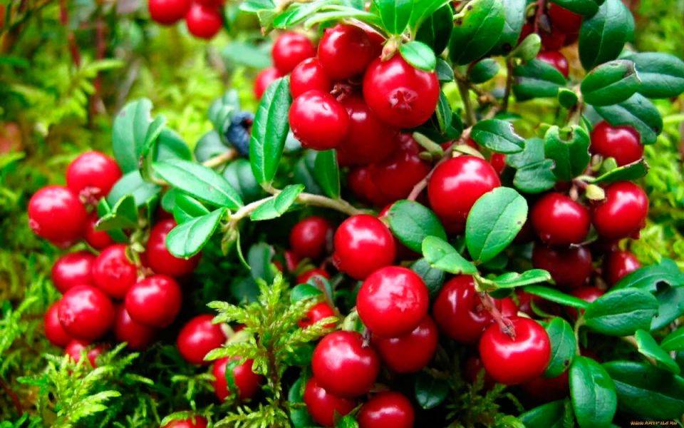 УСТАНОВЛЕНЫ СРОКИ СБОРА КЛЮКВЫ И БРУСНИКИ