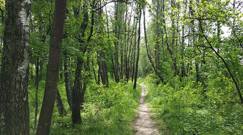 Запрет на посещение лесов снят на всей территории Беларуси