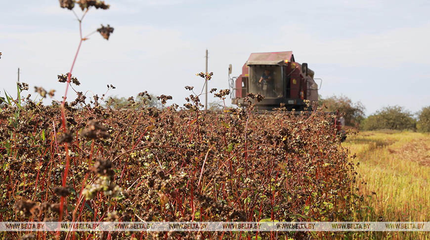 Гречиха в Беларуси убрана более чем с 40% площадей