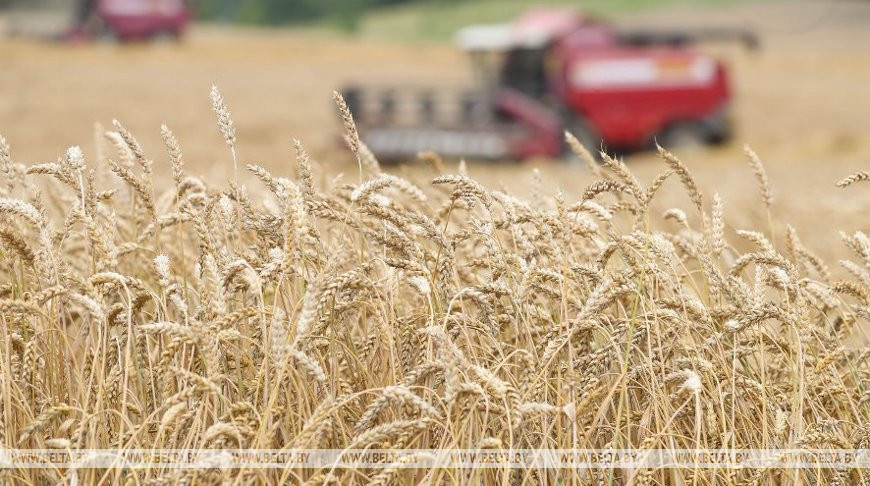 Аграрии Могилевской области намолотили 1 млн т зерна