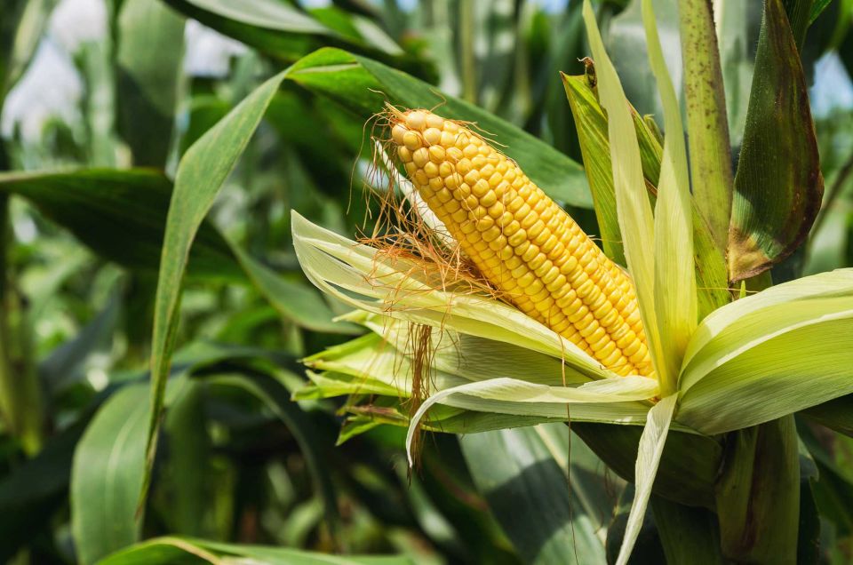 В Беларуси намерены собрать 1 млн т зерна кукурузы