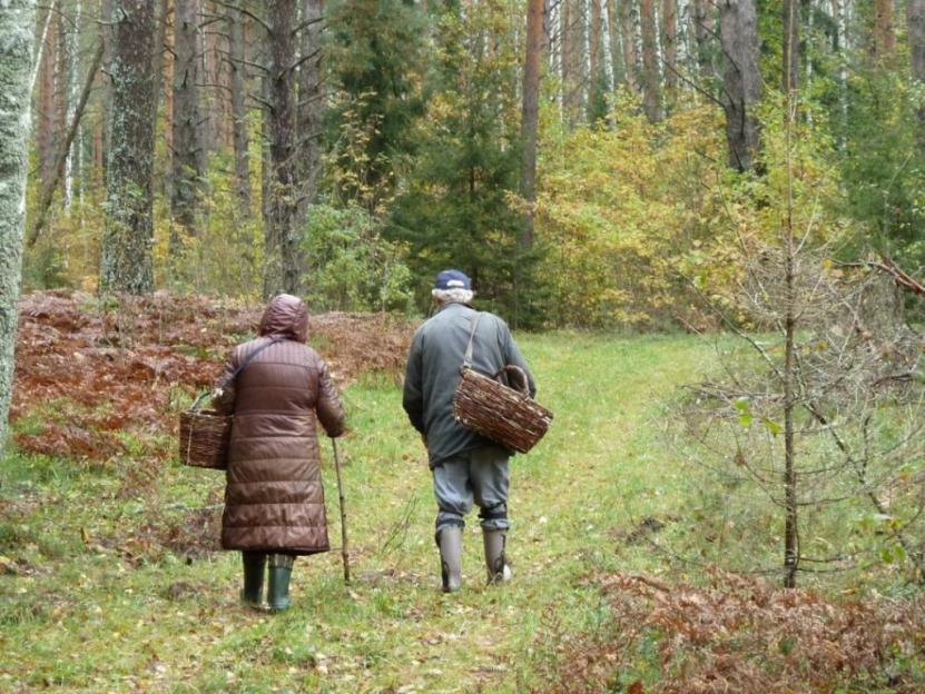 В Беларуси за сутки более 20 человек и 9 единиц техники привлекались к поиску потерявшихся в лесах