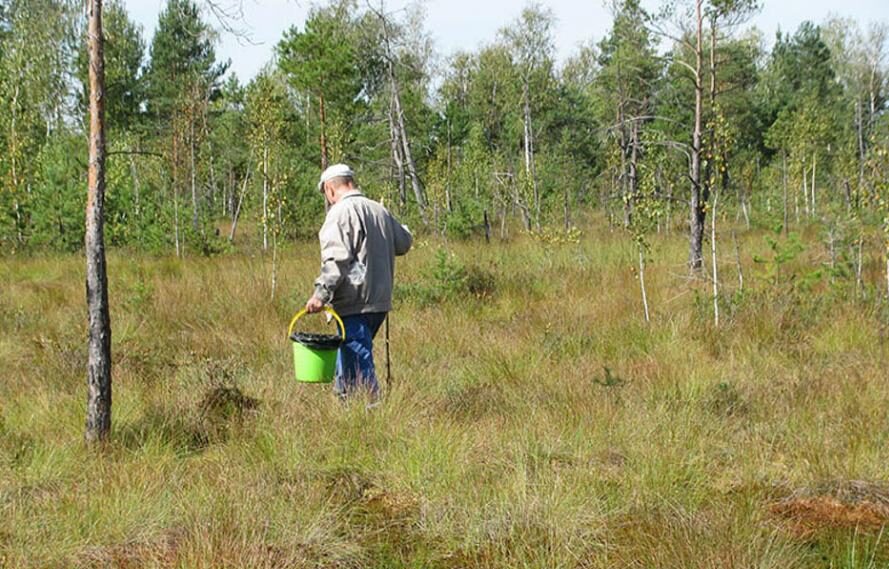 Ягоды клюквы с повышенным содержанием цезия-137 были собраны в лесах Могилевского, Быховского, Чаусского районов