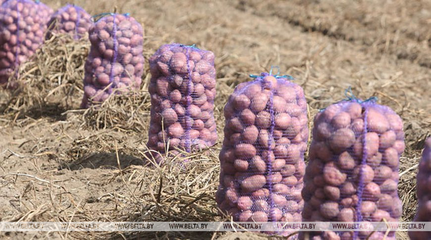 Сельхозорганизации Беларуси убрали картофель более чем с 80% площадей