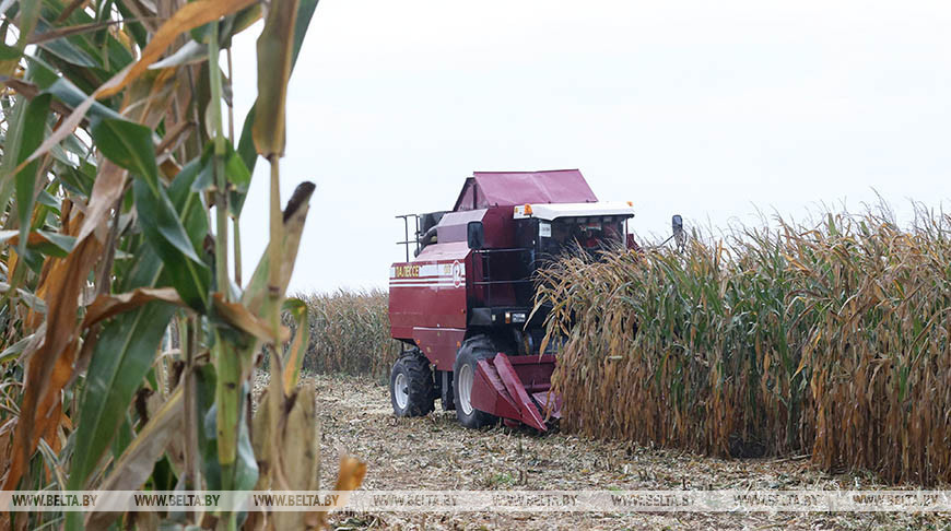 В Беларуси осталось убрать менее 15% площадей кукурузы