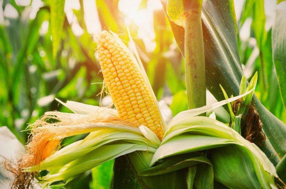 Кукуруза в Беларуси убрана с более чем 70% площадей
