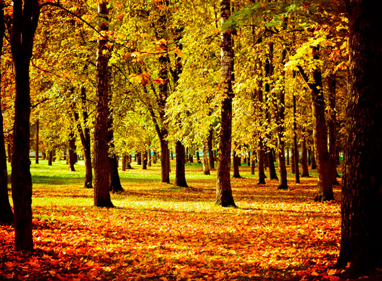 ФОТОФАКТ: Осень в Круглом