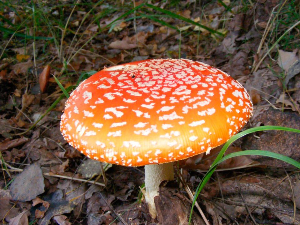 В Могилевской области с начала года зарегистрировано шесть случаев отравления грибами