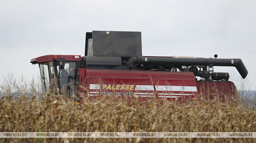 В Беларуси завершается уборка кукурузы