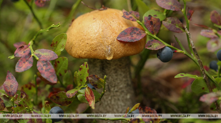 Двое заблудившихся грибников найдены в лесах Гомельской и Могилевской областей за сутки