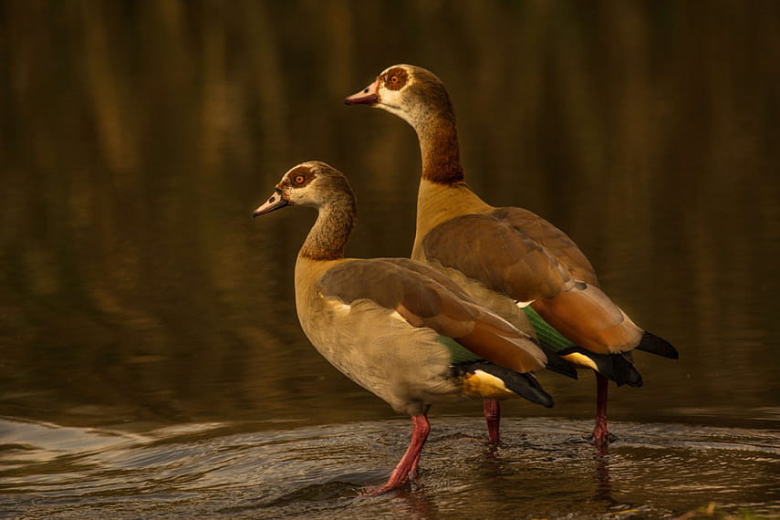 Список птиц Беларуси пополнился пятью новыми видами