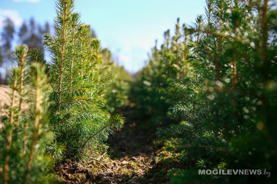 Более 3 тысяч деревьев высадят профсоюзы Могилевщины на республиканском субботнике