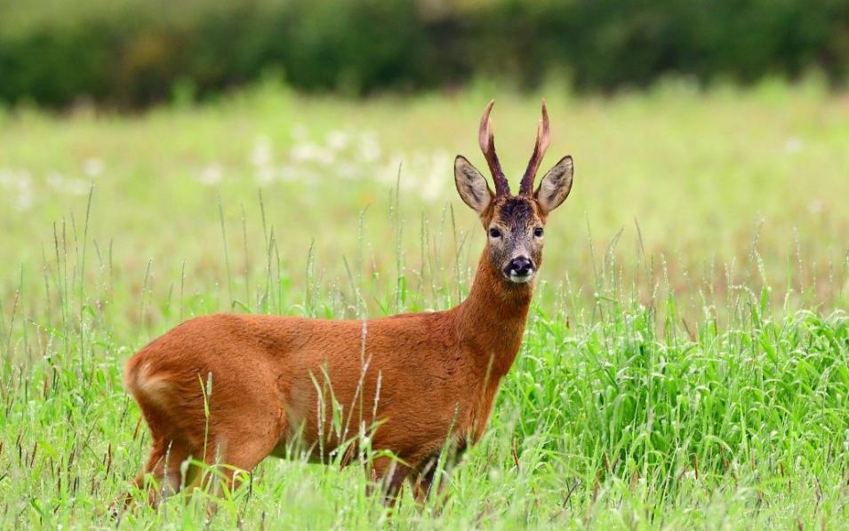 Сезон охоты на самца косули европейской открывается с 15 мая