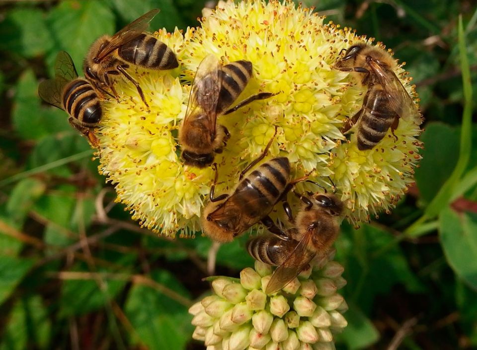 20 мая – Всемирный день пчел