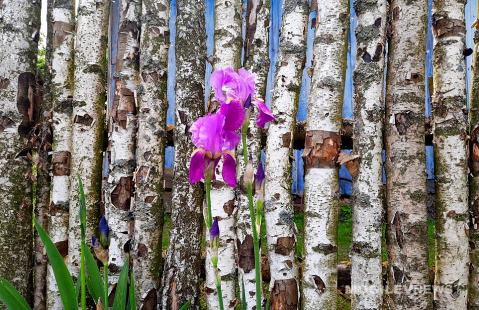 Погода на неделю: жара усиливается – до +36°С в ближайшие дни