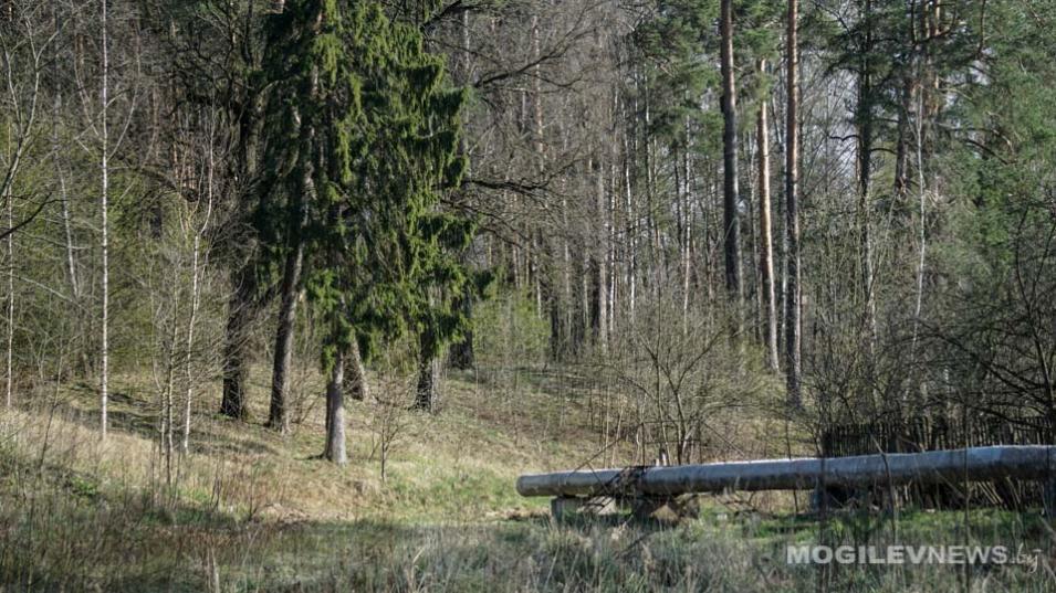 Запрет на посещение лесов снят в Могилевской области