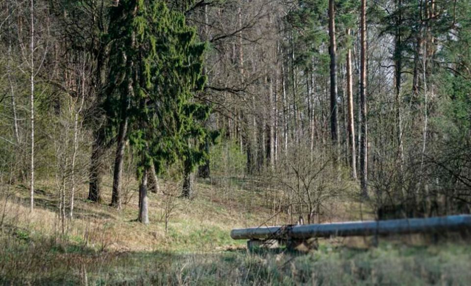 Запрет на посещение лесов введен в 16 районах Могилевщины
