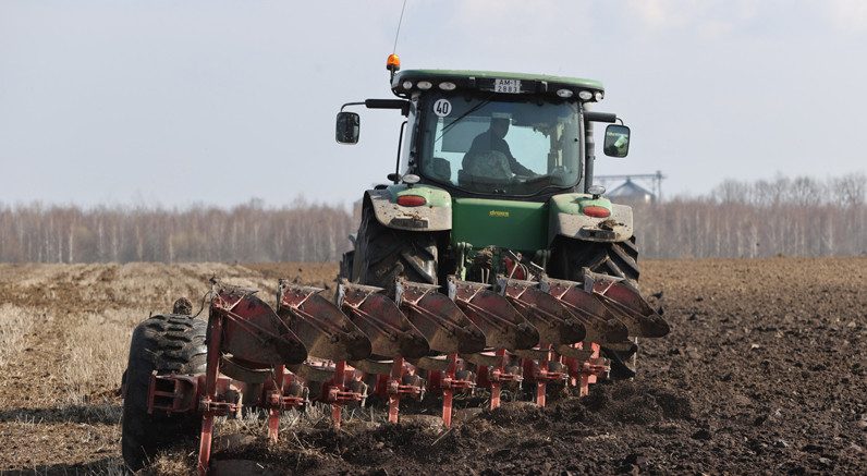 Сев озимых крестоцветных на зерно в Беларуси проведен почти на 80% площадей