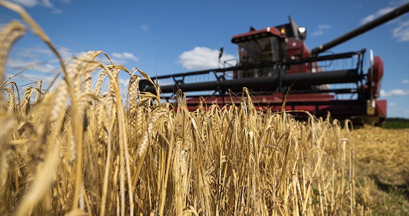 Хлеборобы Беларуси собрали около 6,3 млн тонн зерна
