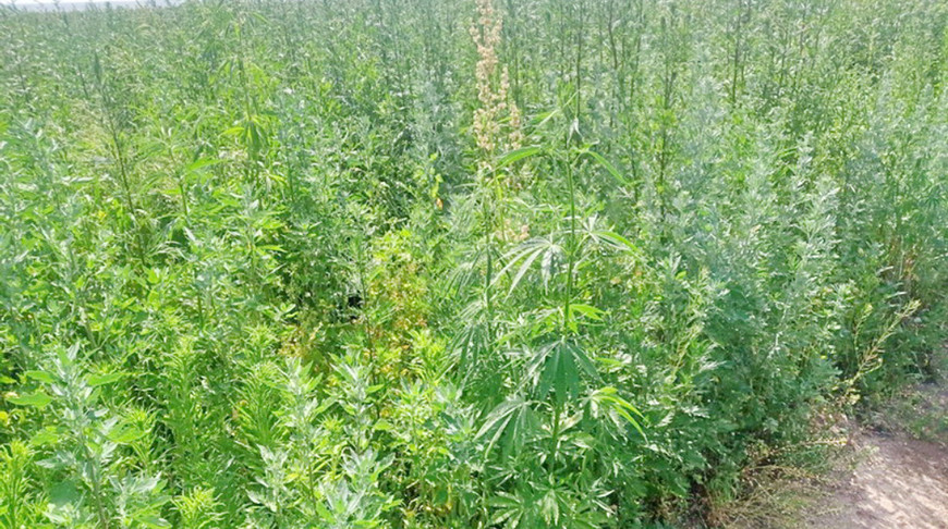 В Могилевской области правоохранители уничтожили более 3 т наркосодержащих растений