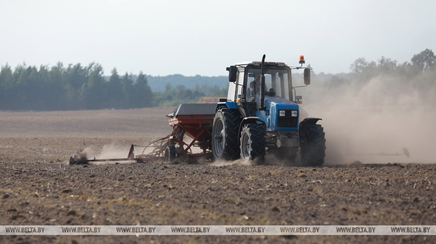 Озимые зерновые в Беларуси посеяли на 63% запланированных площадей