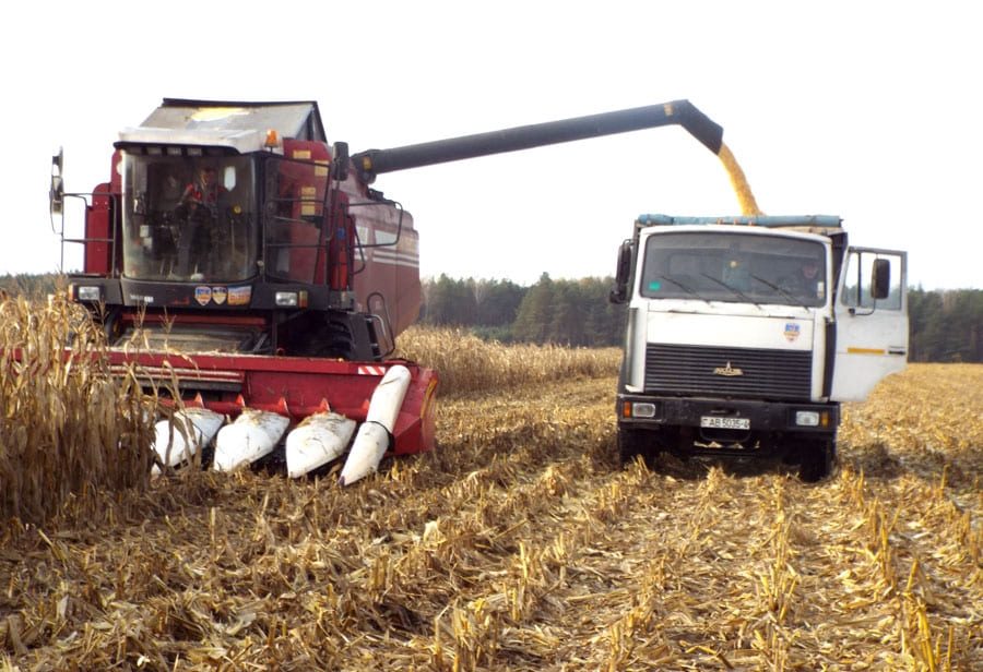 В Беларуси намолочено более 1 миллиона тонн зерна кукурузы