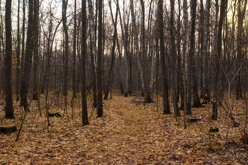 В Беларуси за сутки в лесах потерялись 4 человека