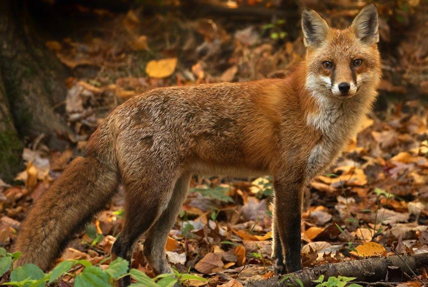 Осенне-зимний охотничий сезон на пушных охотничьих животных открывается 6 ноября