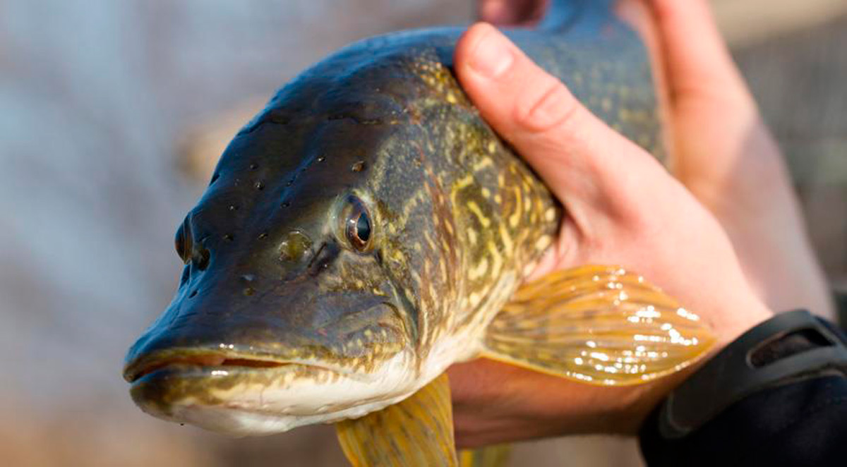 Запрет на лов щуки действует в большинстве регионов Беларуси с 1 марта по 15 апреля