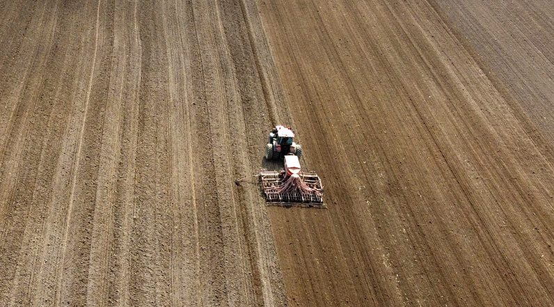 Ранние яровые посеяли в Беларуси на 45,5% площадей