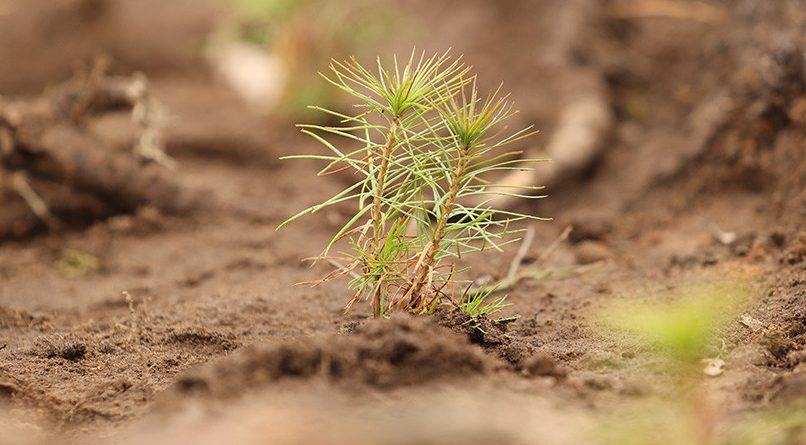 В Беларуси весной планируют высадить более 28 тыс. га леса