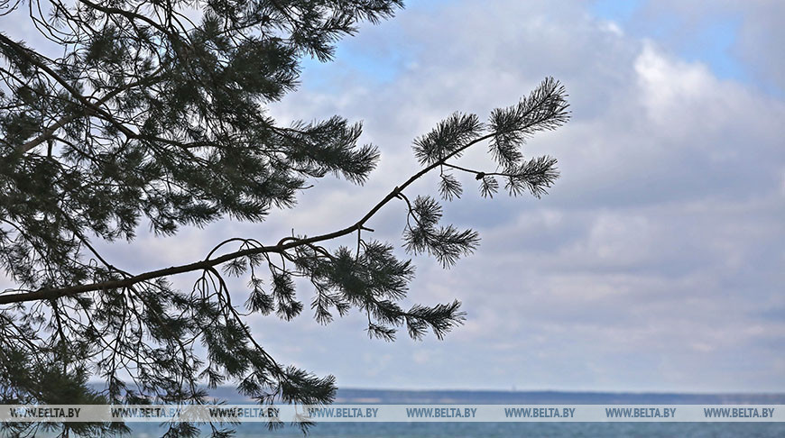 Белгидромет объявил оранжевый уровень опасности на 8 апреля из-за ветра