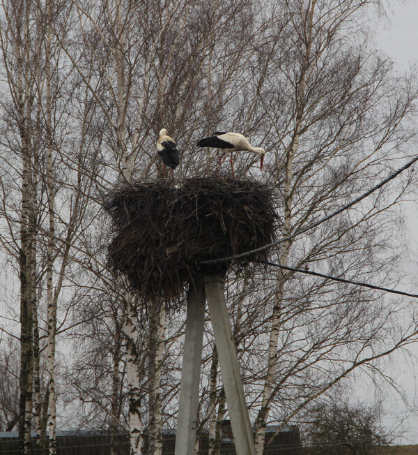 ФОТОФАКТ. На Круглянщину прилетели аисты.
