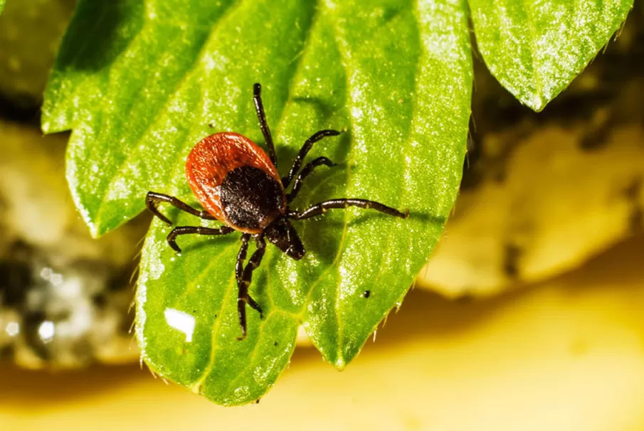 Клещи просыпаются